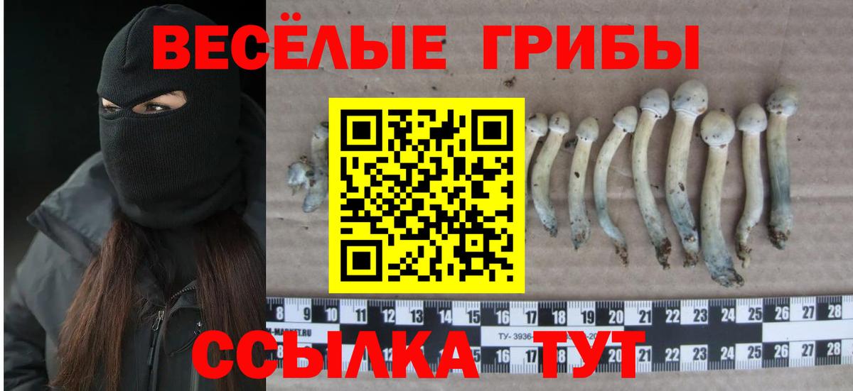 Псилоцибиновые грибы Psilocybine cubensis Елабуга